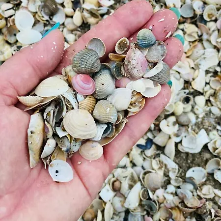 Jantarowe Zacisze Rose