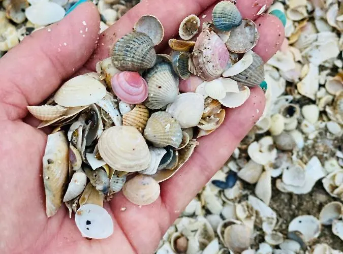 Jantarowe Zacisze Rose